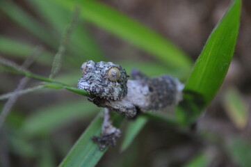 Close-up of leaf-tail gecko, nocturnal insectivorous lizard of Madagascar