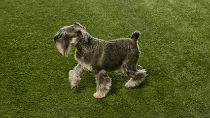 Adorable, purebred dog, Miniature Schnauzer walking on grassy surface. Exploration, play. Concept of domestic animals, pet care, vet. Copy space for ad