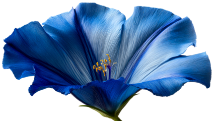 Stunning blue flower with delicate petals and vibrant colors