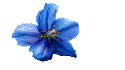 Beautiful blue flower with delicate petals and vibrant colors