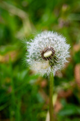 dandelion seed head