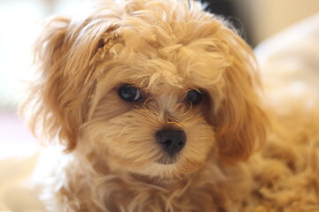 じっと見つめるチワプー