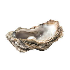Open oyster shell with a pearl inside isolated on transparent background