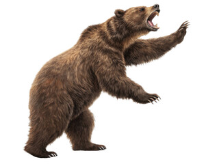 Obraz premium Fierce bear stands tall in market, showcasing its strength and wild beauty. This powerful creature captures attention with its impressive presence