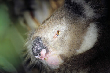 Close-up of wild male Koala (Phascolarctos cinereus) in gum tree, South Australia