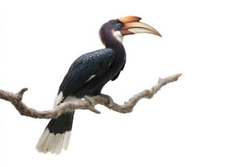 Rufous-necked Hornbill perched on a branch, striking pose against a white background.