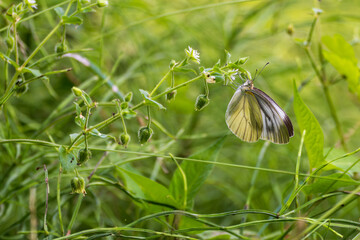 Green-Veined White Butterfly Feeding on Small White Flowers