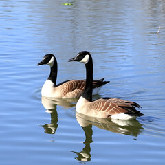 Obraz premium Canada geese swimming on a pond. Birds of Prey Centre, Coledale, Alberta, Canada