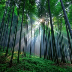 Fototapeta premium Sunbeams in a Lush Green Bamboo Forest