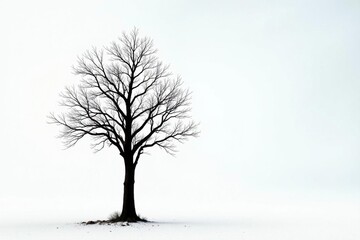 Obraz premium Single leafless tree, stark branches reaching skyward on bright white , white, tree, background