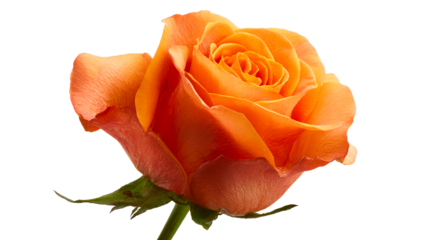 Orange rose blossom with delicate petals on clear background