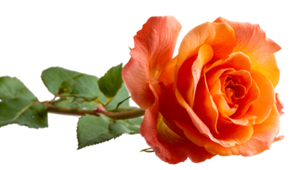 Beautiful orange rose with green leaves on transparent background