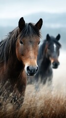 Obraz premium Majestic horses grazing in foggy meadow during early morning light