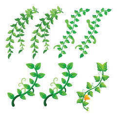 green leaves The vines have overgrown 