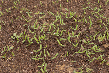 Green tomato seedlings in fertile soil.