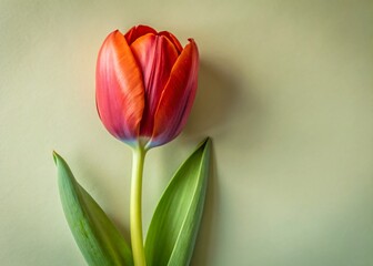 Fototapeta premium Single Red Tulip on White Background - Elegant Spring Flower Stock Photo