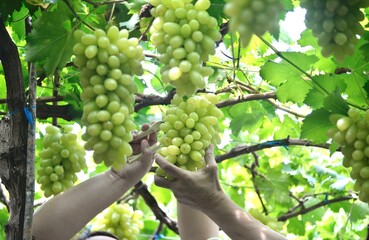 Obraz premium This image captures a vibrant grape vineyard, where ripe green grapes hang in abundant clusters under lush green leaves.