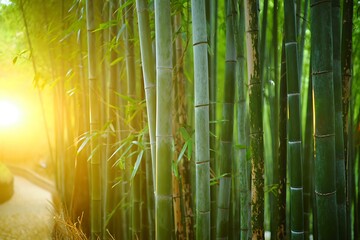 Fototapeta premium Green bamboo forest, a tropical nature scene with lush leaves and a zen-like pattern