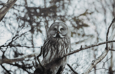 Great Grey Owl