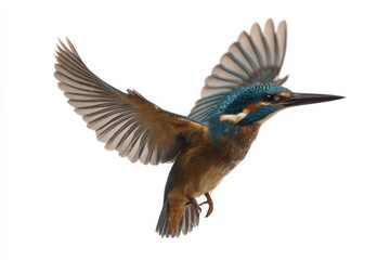 Obraz premium A common kingfisher in flight, wings spread wide against a white background.