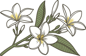 Shiuli Flower Colored Design Illustration. Shiuli Bloom Digital Art Design. Shiuli Flower Clipart Drawing Style