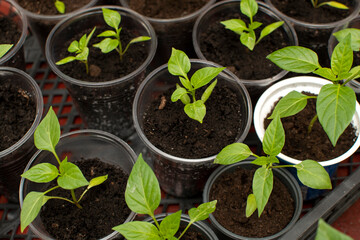 Plant seedlings of a chilli pepper	
