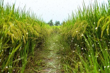 Obraz premium It's raining in the rice fields that are growing beautiful ears