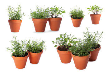 Different aromatic herbs in clay pots isolated on white, set