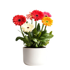 Fototapeta premium Beautiful natural flowers