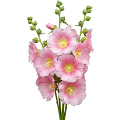 Fototapeta premium Pink hollyhocks bloom, center yellow on dark. Budding green stems extend above the flowers