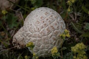 mushrooms on the tree