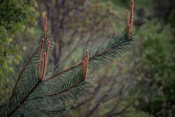 close up of a pine tree