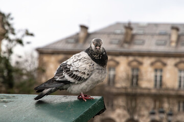 Pigeon biset, Pigeon de Paris,.Columba livia, Rock Dove