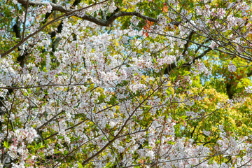 Under the soft pink canopy of Japan&rsquo;s cherry blossoms, spring whispers its arrival&mdash;brief, beautiful, and unforgettable