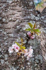 Under the soft pink canopy of Japan&rsquo;s cherry blossoms, spring whispers its arrival&mdash;brief, beautiful, and unforgettable