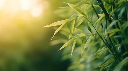 Obraz premium Soft light filtering through lush bamboo leaves