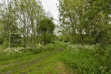 Chemin sous la végétation luxuriante à l'emplacement de l'ancienne ligne de chemin de fer à Ghislenghien (Ath)