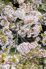 Under the soft pink canopy of Japan&rsquo;s cherry blossoms, spring whispers its arrival&mdash;brief, beautiful, and unforgettable