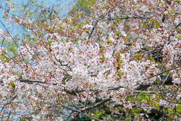 Under the soft pink canopy of Japan&rsquo;s cherry blossoms, spring whispers its arrival&mdash;brief, beautiful, and unforgettable