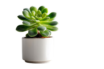 Succulent in a white pot on a white isolate background.