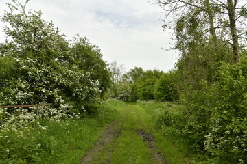 Chemin à l'emplacement de l'ancienne ligne de chemin de fer en pleine nature à Ghislenghien (Ath)