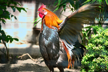 Colorful rooster, with outstretched wings, surrounded by green plants and shade.