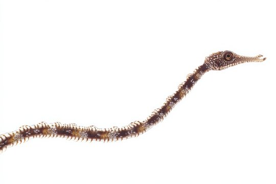 Close-up of a slender, brown and white pipefish against a white background.