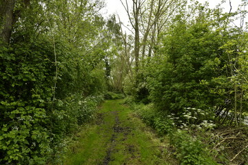Fototapeta premium Chemin sous la végétation luxuriante à l'emplacement de l'ancienne ligne de chemin de fer à Ghislenghien (Ath)