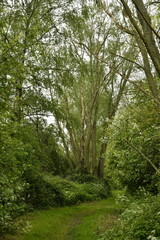 Fototapeta premium Chemin sous la végétation luxuriante à l'emplacement de l'ancienne ligne de chemin de fer à Ghislenghien (Ath)
