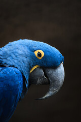 Portrait of a hyacinth macaw against a dark background. Blue parrot