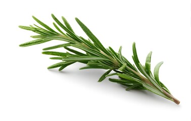 Fototapeta premium rosemary on white background