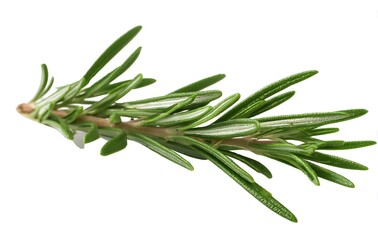 Fototapeta premium rosemary on white background