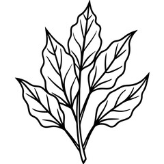 Sorrel Herb Botanical Vector Illustration