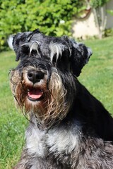Black and silver miniature schnauzer in a green garden, alert and expressive